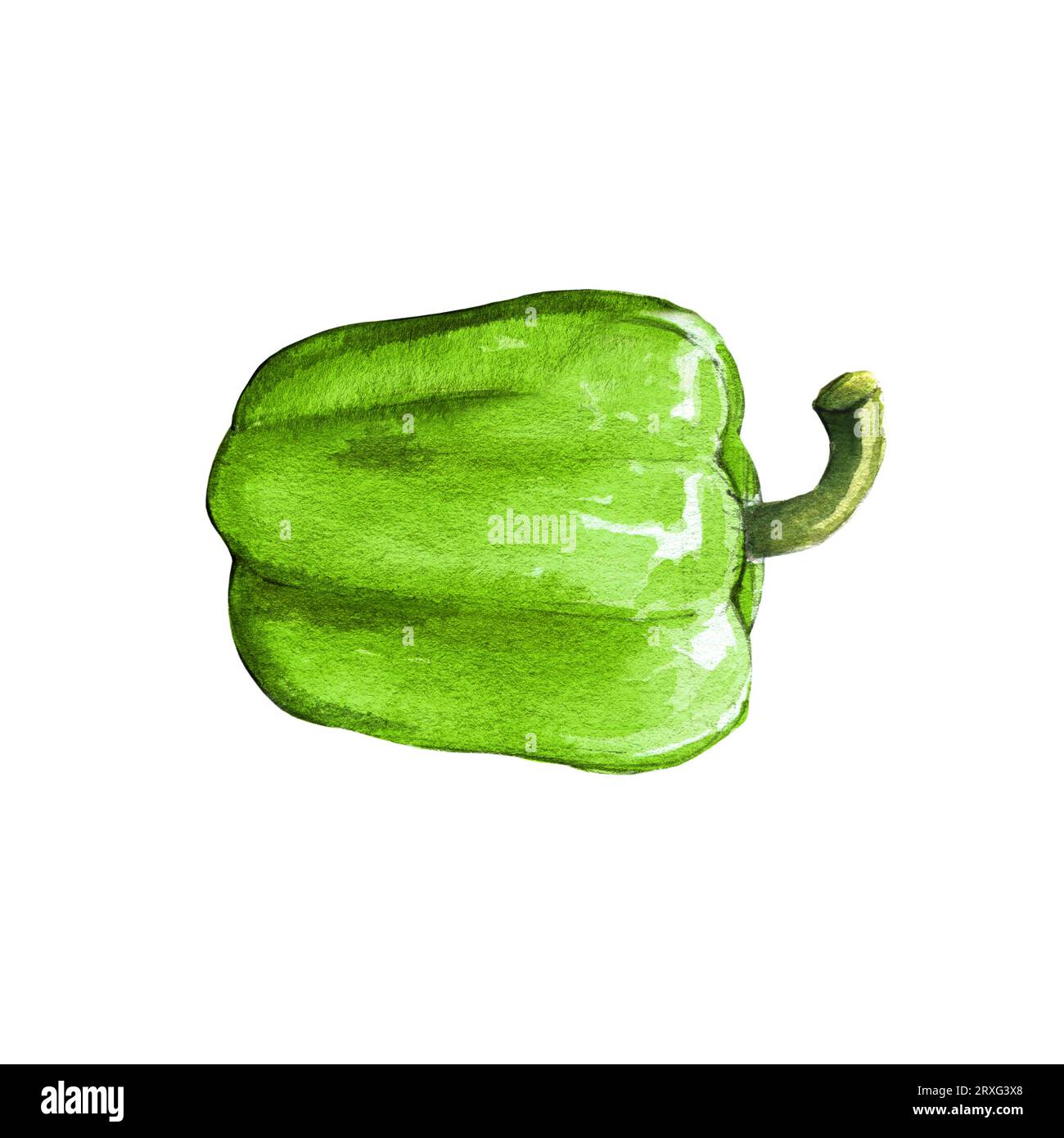green bell pepper watercolor illustration on white background Stock Photo