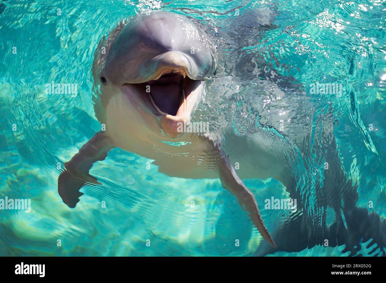 dolphin-bottlenose-dolphin-tursiops-truncatus-bottlenose-dolphin