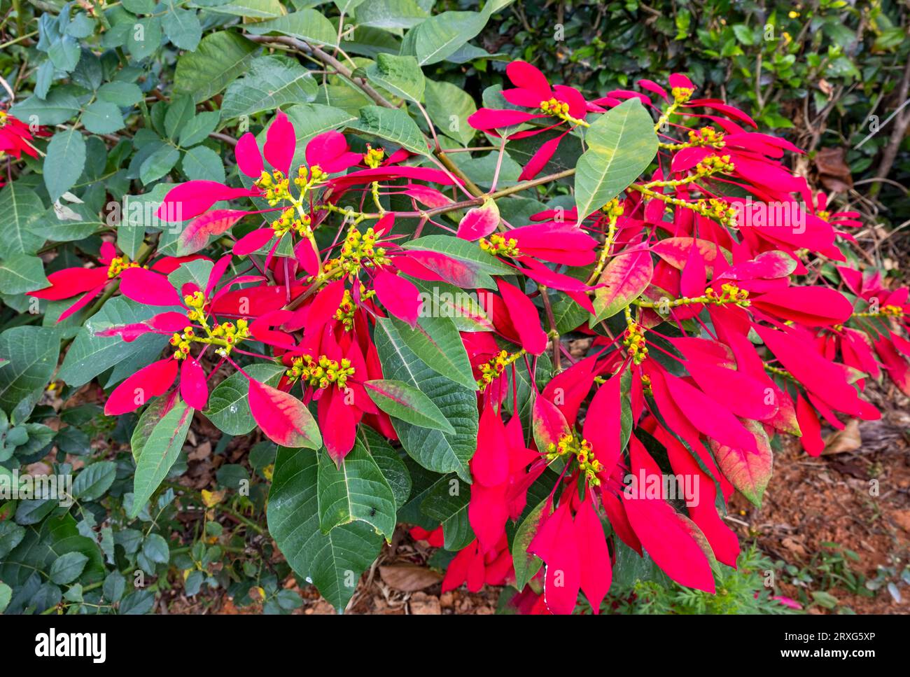 Christmas Star (Euphorbia pulcherrima), Poinsettia Flower, Kerala, India Stock Photo - Alamy