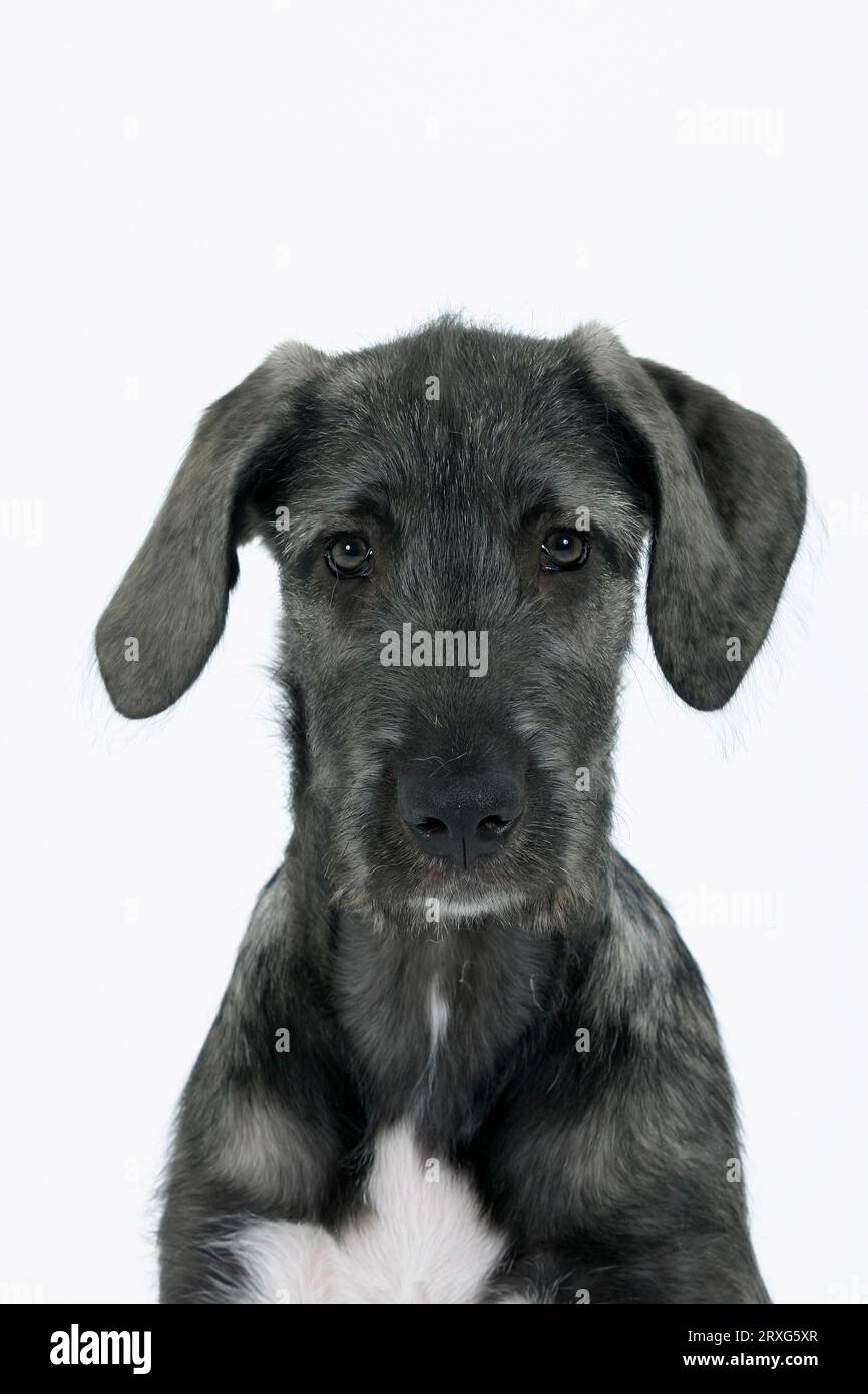 Irish Wolfhound, puppy, 14 weeks, Irish Wolfhound Stock Photo