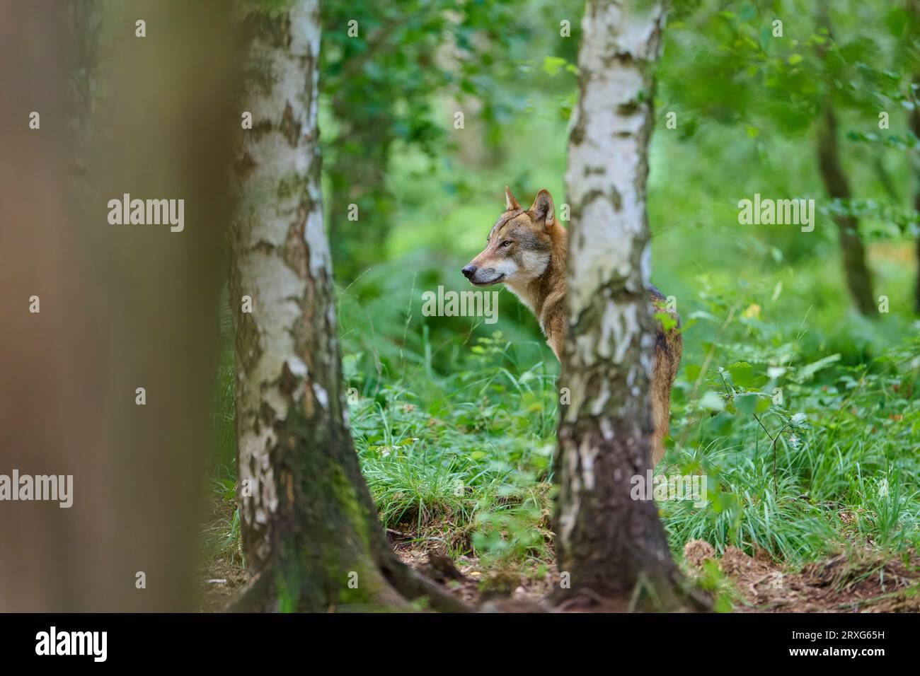 European gray wolf (Canis lupus), standing behind birch tree in forest ...