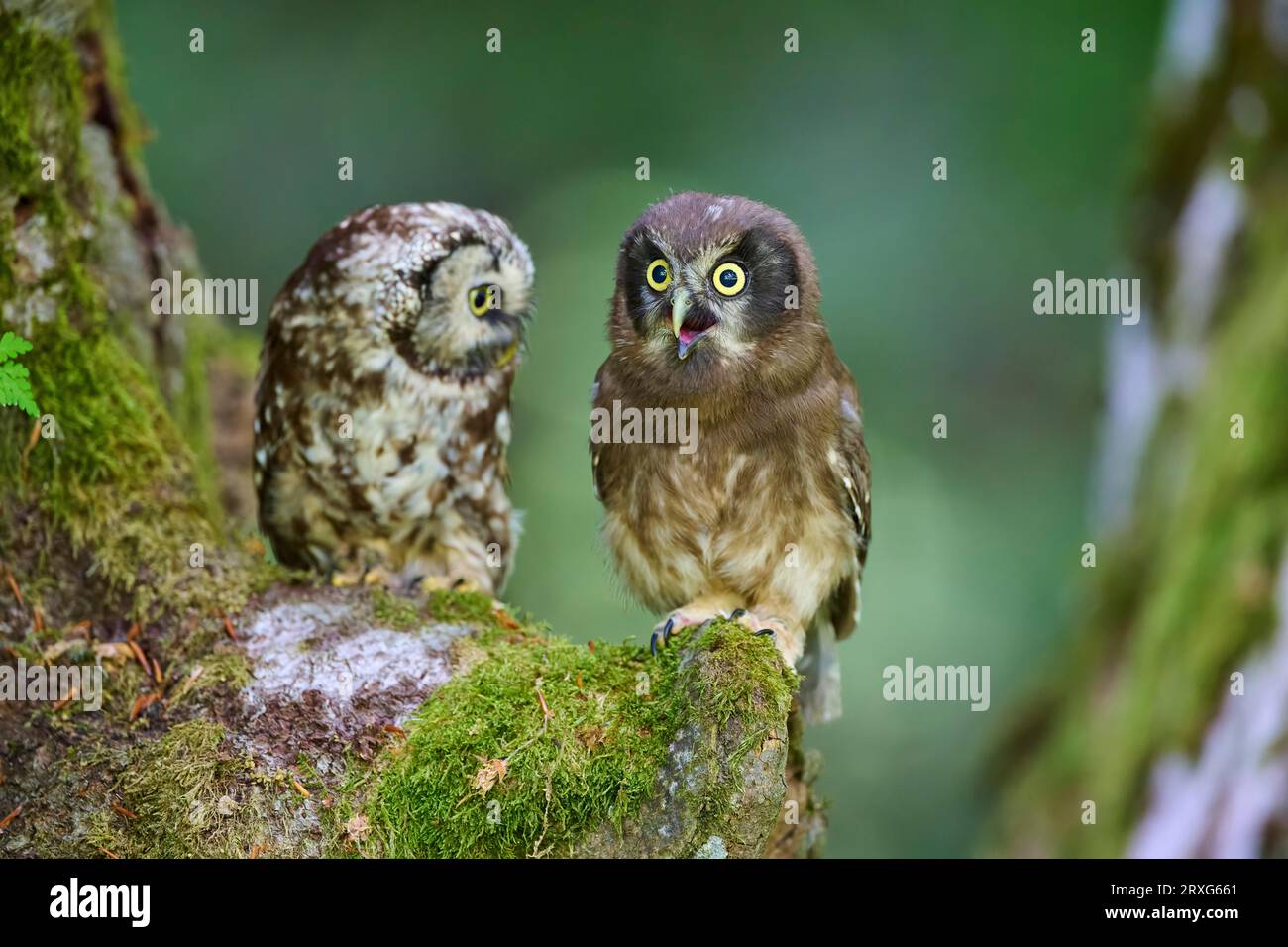 Tengmalm's Owl (Aegolius funereus), adult with young bird, sitting alertly on mossy tree young bird begging, Bohemian Forest, Czech Republic Stock Photo