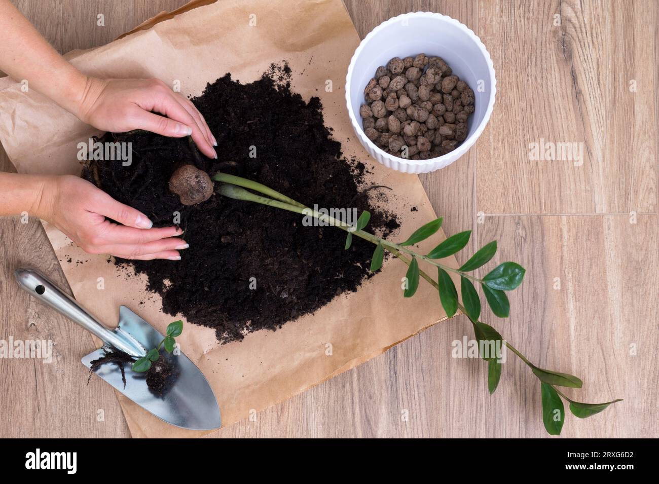 Woman hands repotting and cultivating home plant Zamioculcas zamiifolia