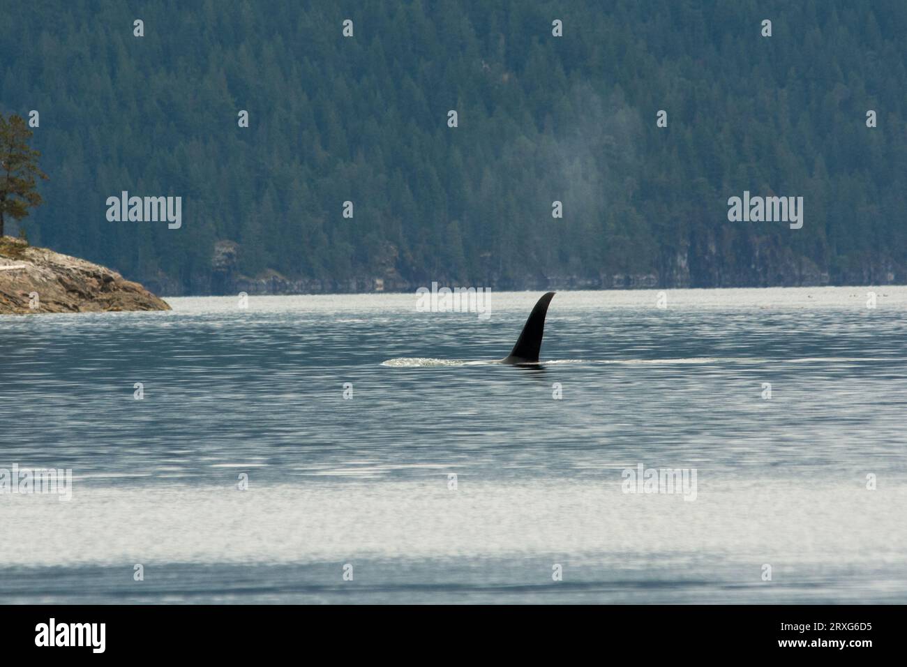 Orca swimming along the coast in Discovery Passage between the east coast of Vancouver Island and the Canadian mainland. Stock Photo