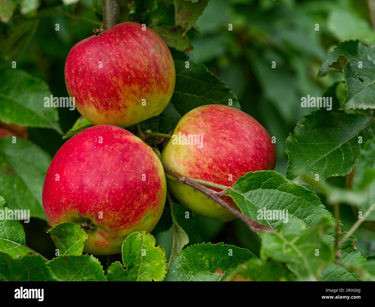 3 Apples on the tree Stock Photo
