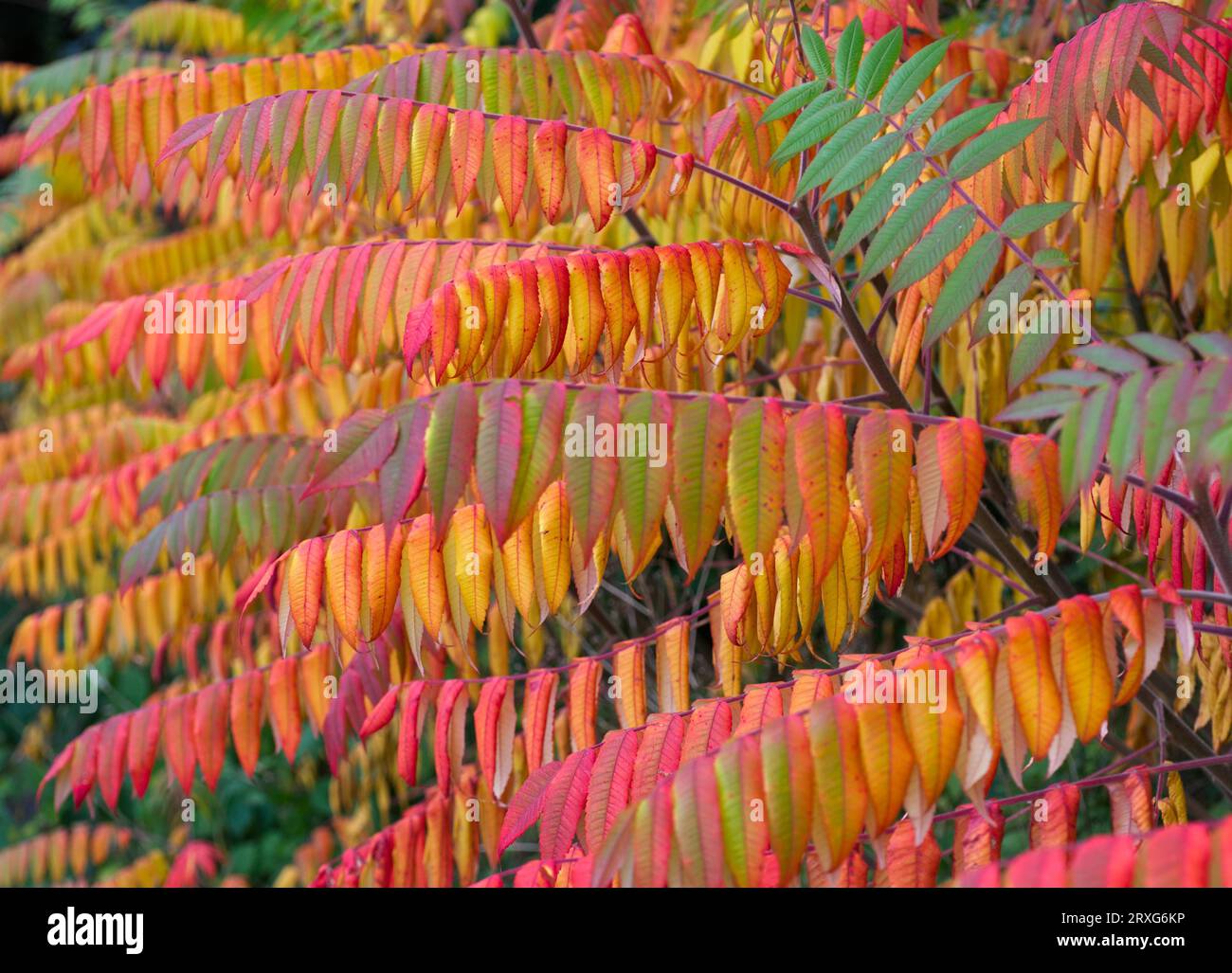 Leaves of the staghorn sumac (Rhus typhina Stock Photo Alamy
