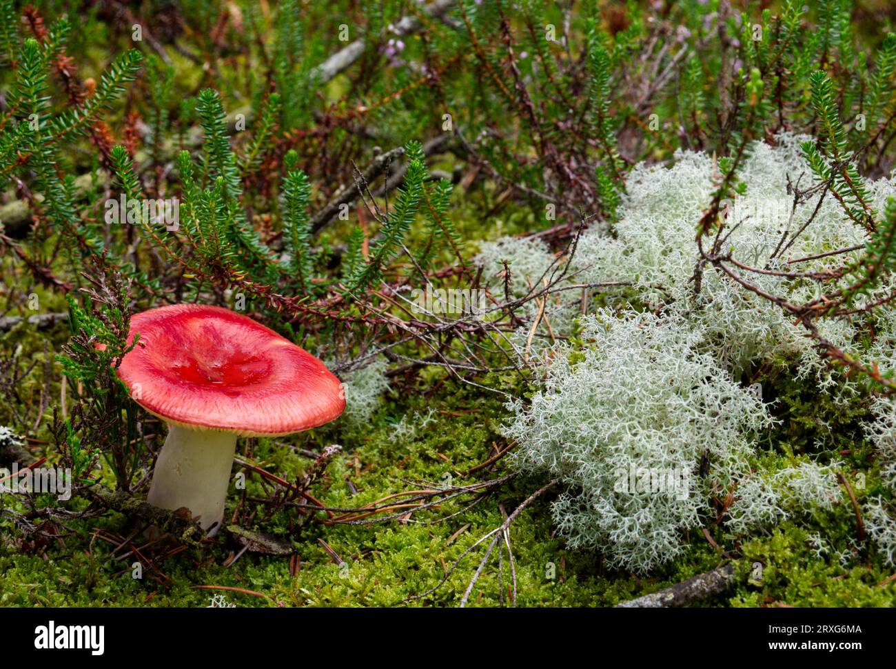 Sickener (Russula emetica) with Iceland moss (Cetraria islandica) Stock Photo