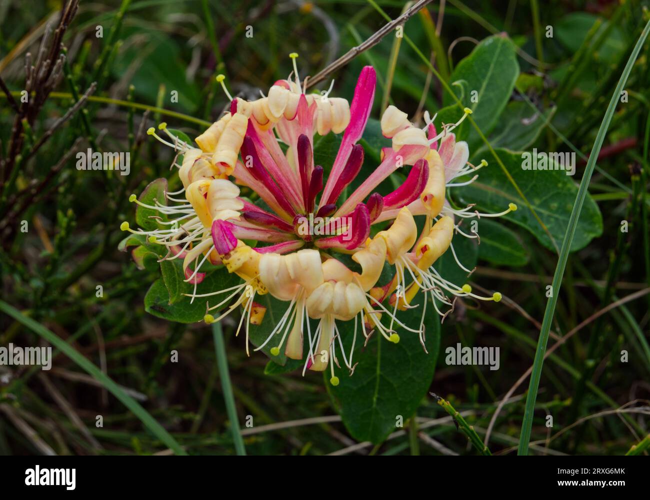 Italian honeysuckle (Lonicera caprifolium) flower Stock Photo