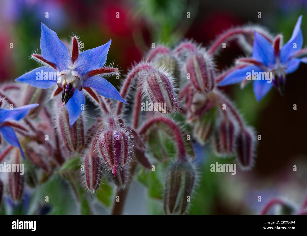 Borage (Borago officinalis) Flower Stock Photo