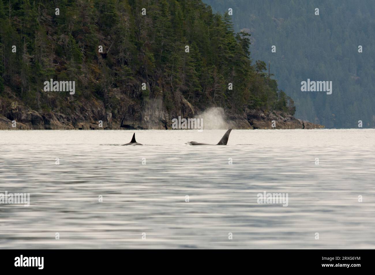 Orca swimming along the coast in Discovery Passage between the east coast of Vancouver Island and the Canadian mainland. Stock Photo