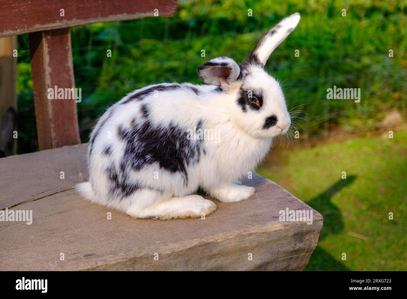 A spotted rabbit sits on a large wooden bench. Animals in the open ...