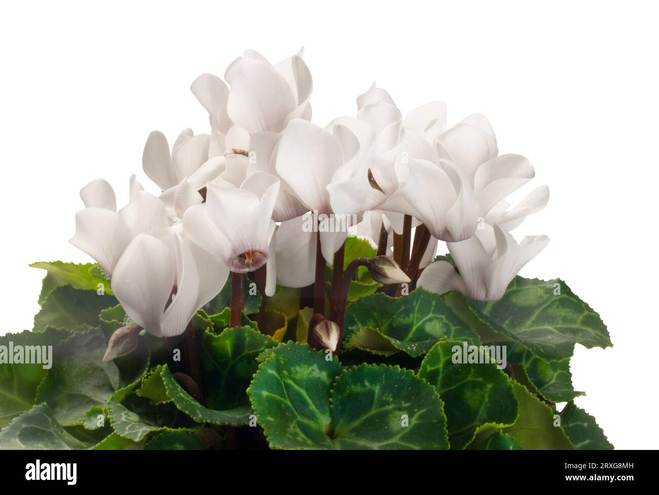 Studio shot of potted white cyclamen cut out against a white background - John Gollop Stock Photo