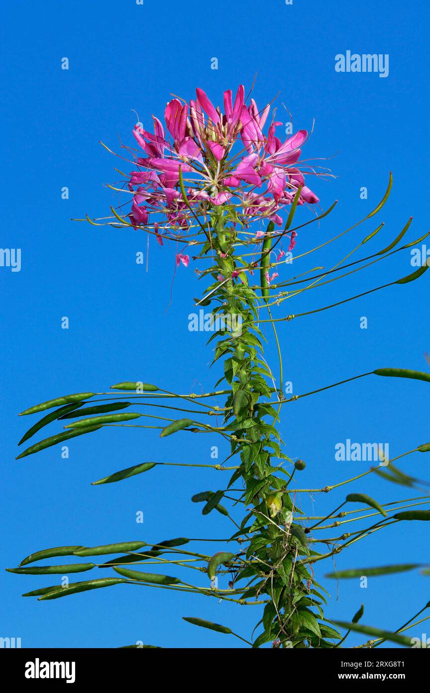 Spider Flower (Cleome spinosa Stock Photo Alamy