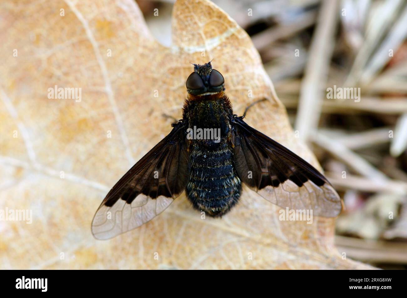 Bee Fly (Hemipenthes morio), Provence, Southern France Stock Photo