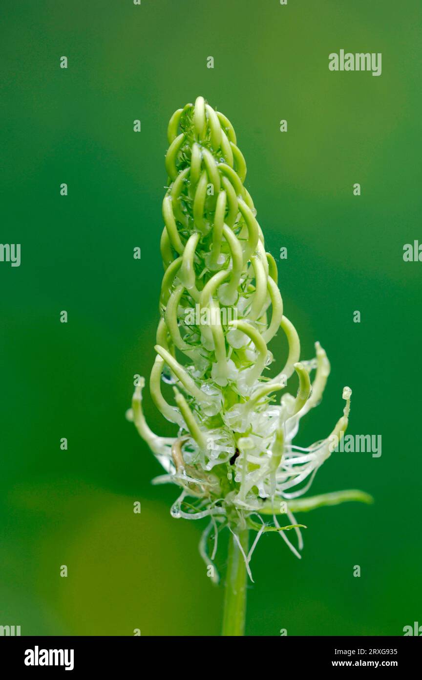 Spiked Rampion (Phyteuma spicatum), Bavaria, Germany Stock Photo