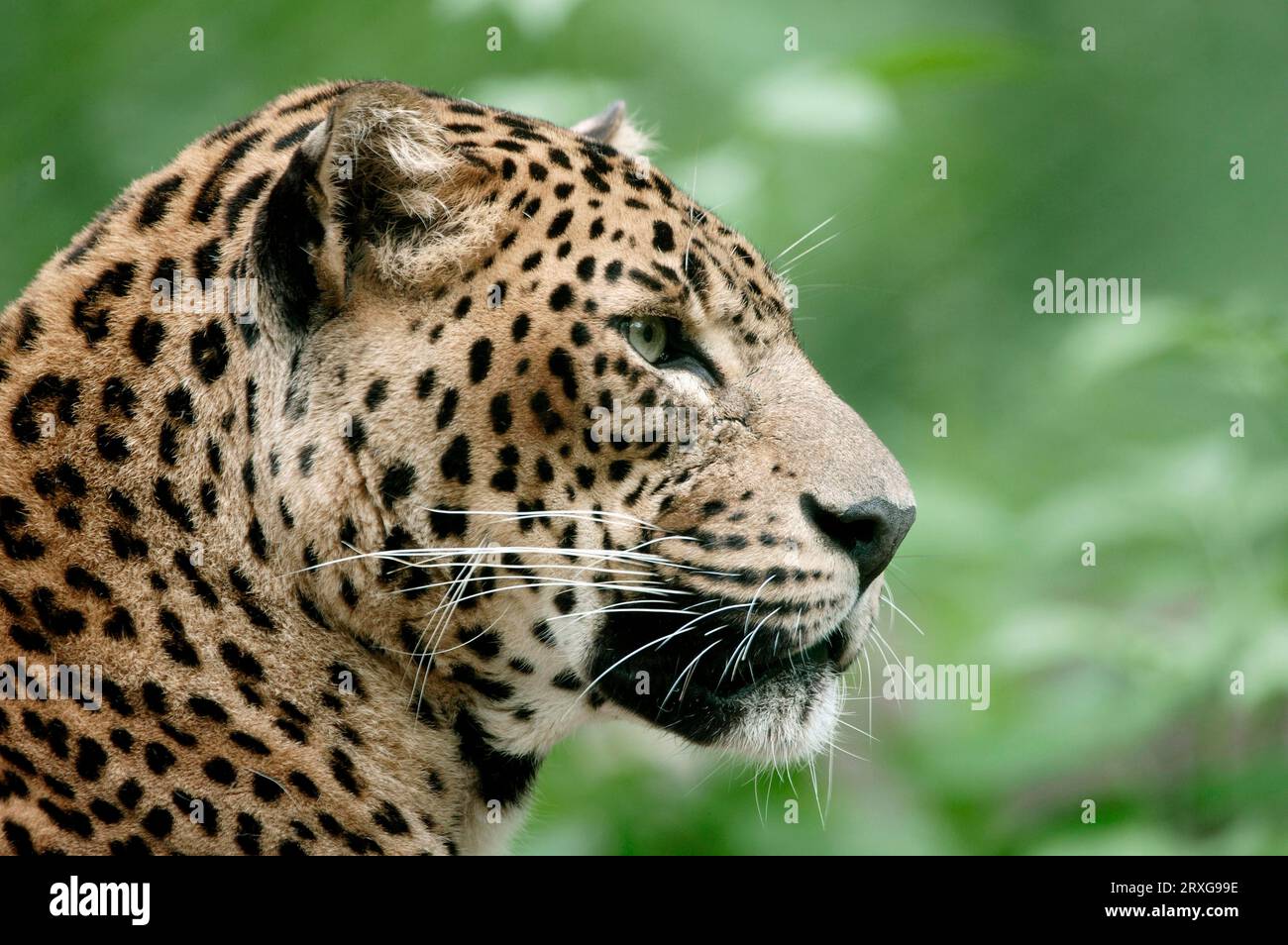 Sri Lankan sri lankan leopard (Panthera pardus kotiya), female, Sri ...