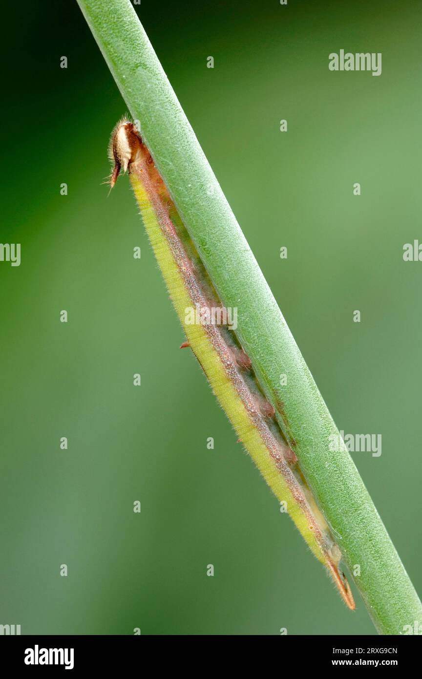 Bamboo Butterfly, caterpillar (Eryphanis polyxena), Purple Mort Blue Stock Photo