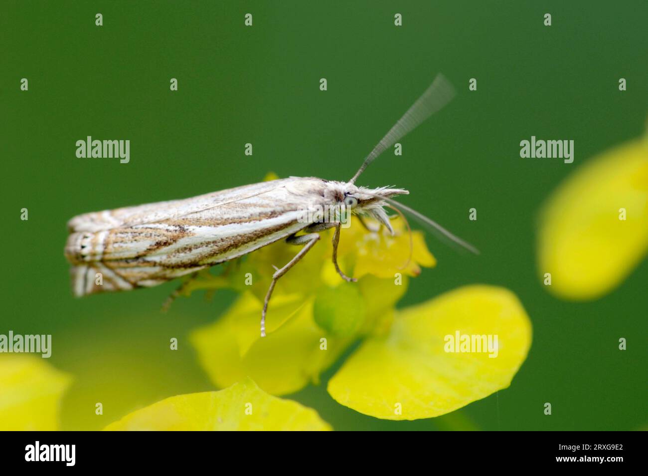 Pyralid Moth, North Rhine-Westphalia, Germany (Crambus lathoniellus) Stock Photo