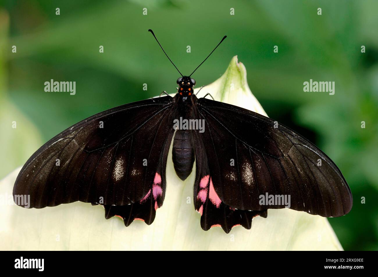 Ruby-spotted Swallowtail (Papilio anchisiades), Red-spotted Swallowtail ...