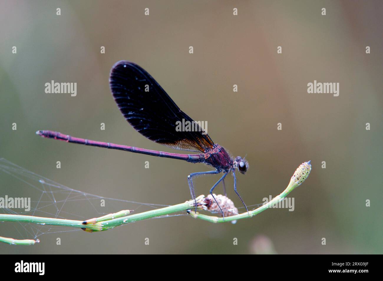 Red demoiselle, Provence, copper demoiselle (Calopteryx haemorrhoidalis), Page Stock Photo