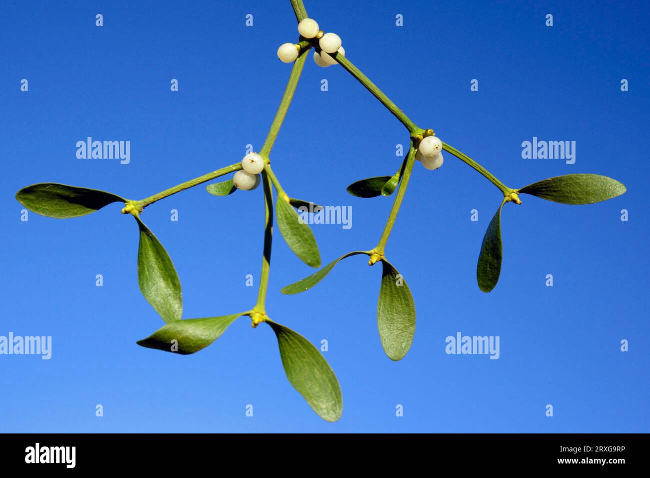 Mistletoe berries, Lower European mistletoe (Viscum album), Mistletoe with berries, Lower Saxony, Strapflower family, Loranthaceae, Germany Stock Photo