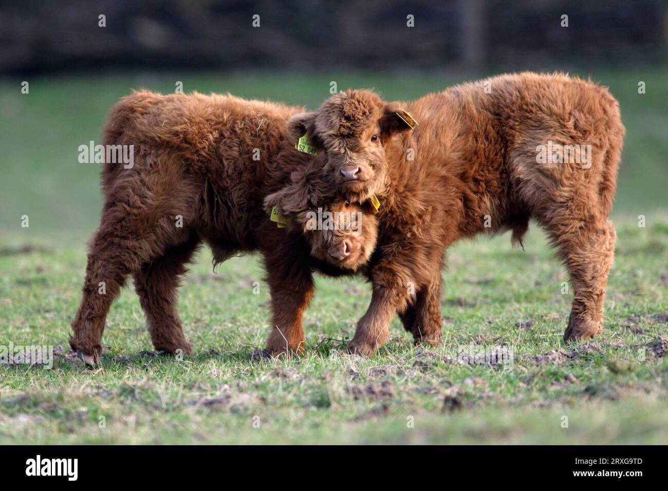 Highland calves for sale near me