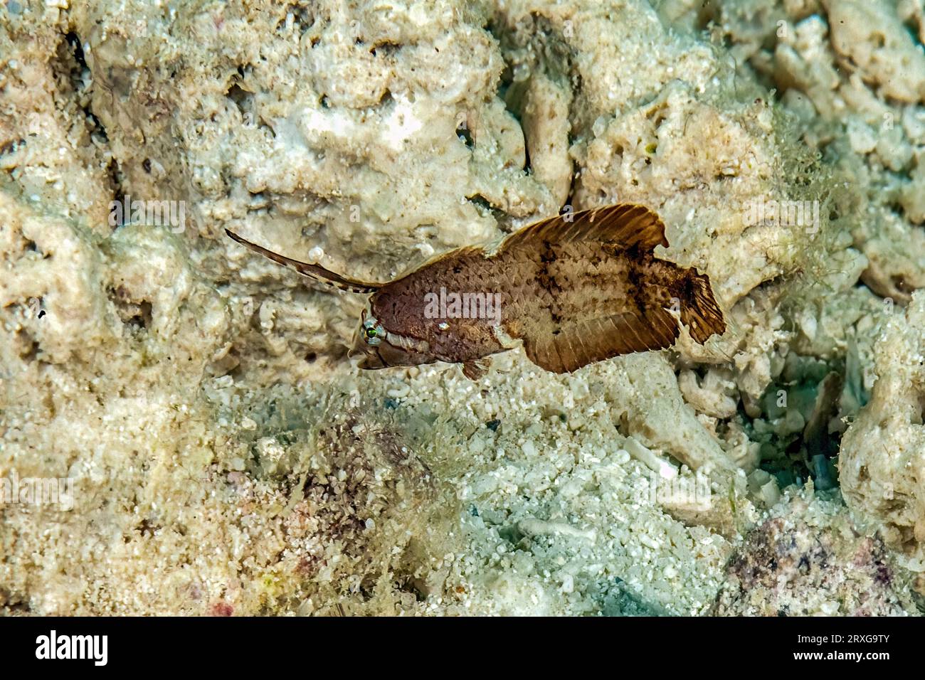 Juvenile form of shearworm (Iniistius pavo), Pacific Ocean, Yap Island, Yap State, Caroline Islands, FSM, Federated States of Micronesia, Australia Stock Photo