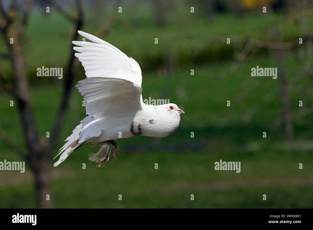 Pouter pigeon deals