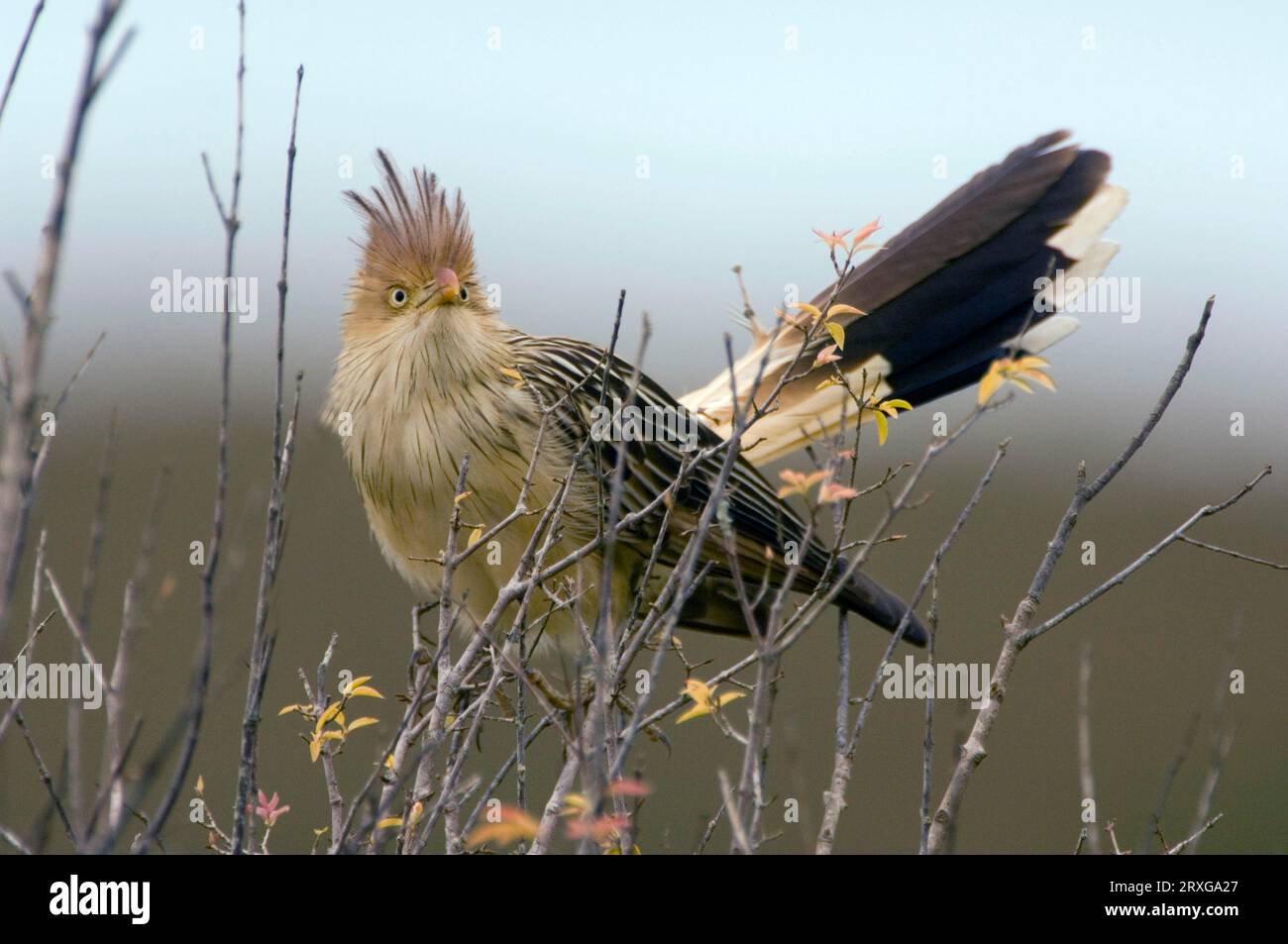 South american cuckoos hires stock photography and images Alamy