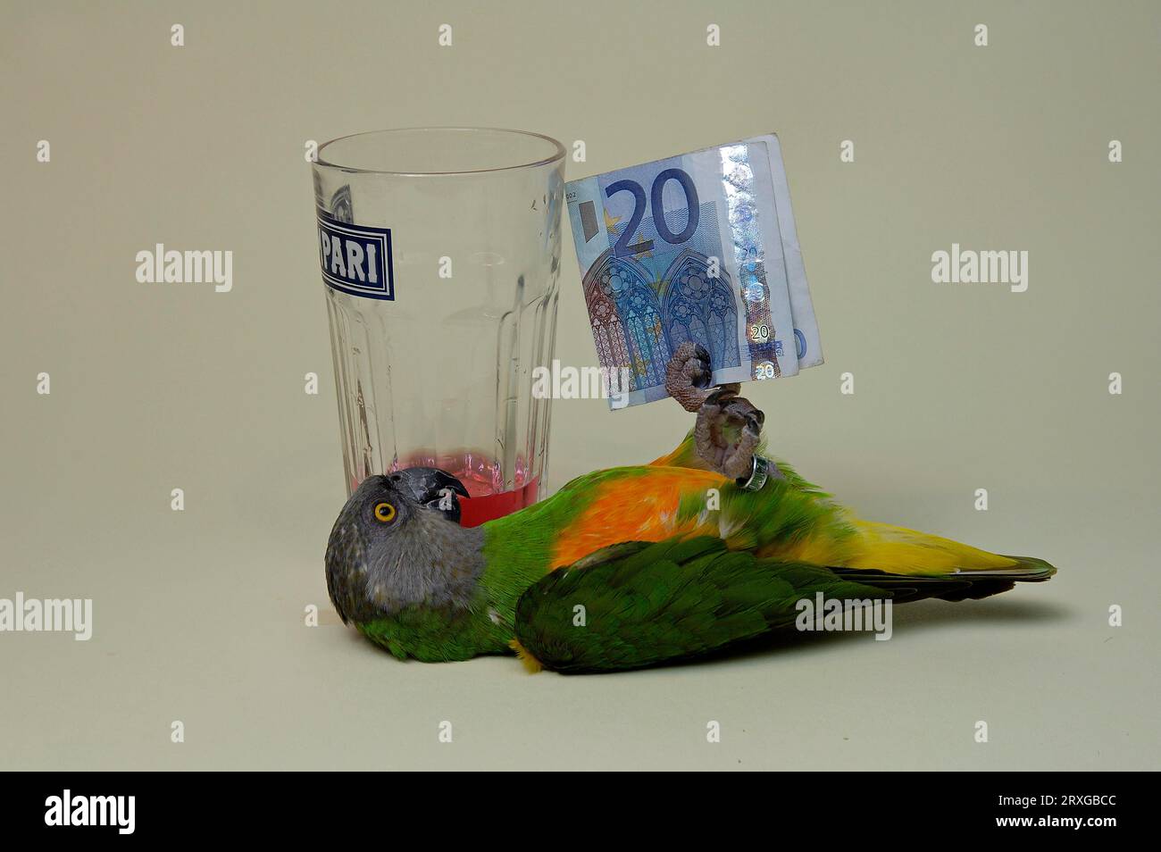 Drunke, Parrot (Poicephalus senegalus) lying on his back holding money with feet beneath glass of alcohol, Drunk Parrot lying on his back holding Stock Photo
