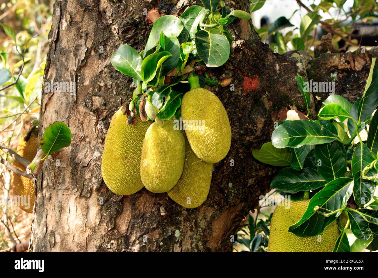 Jackfruits (Artocarpus heterophyllus) on Jackfruit Tree, Nosy Be