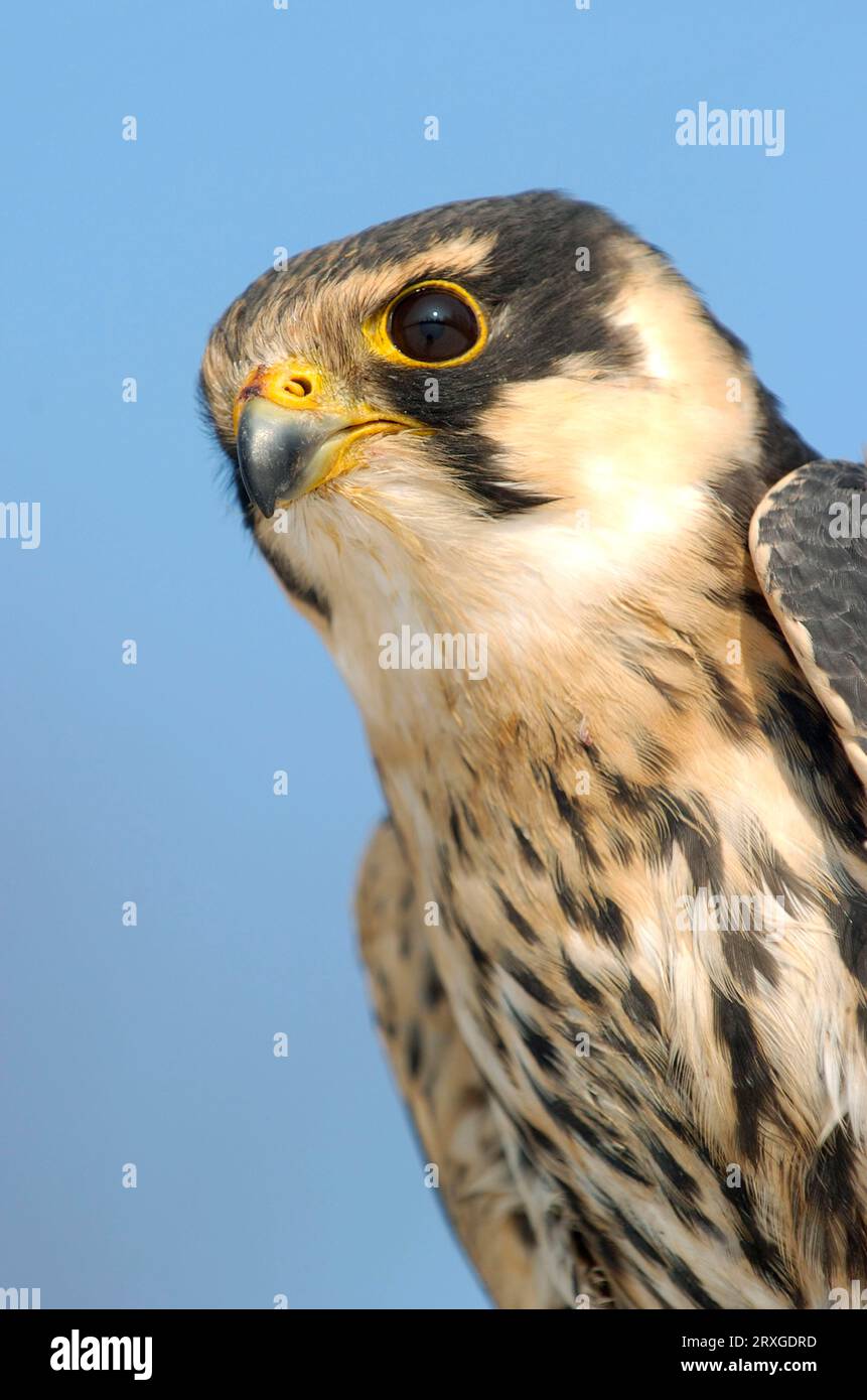 Eurasian hobby (Falco subbuteo Stock Photo - Alamy