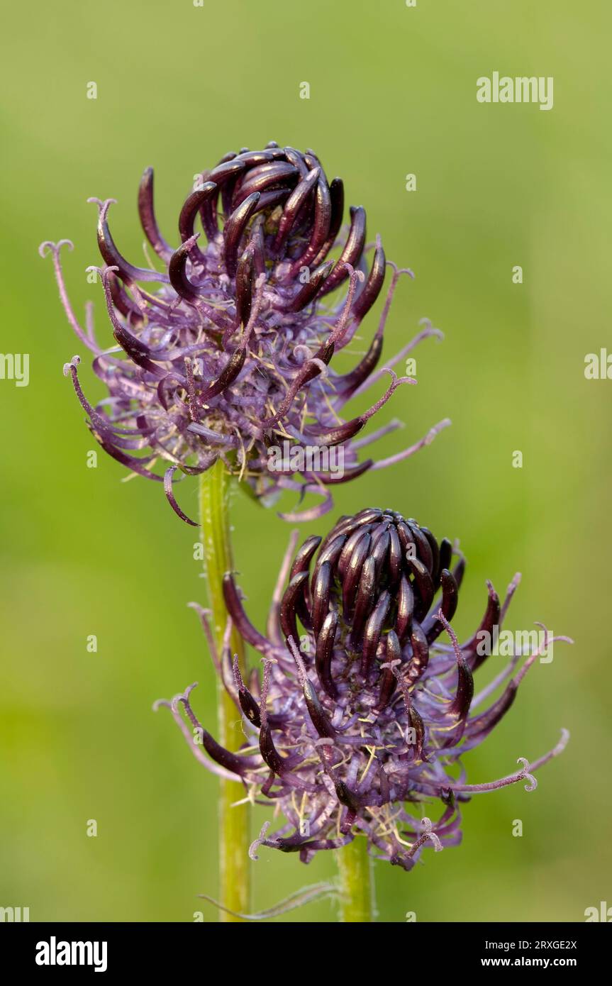 Black Rampion (Phyteuma nigrum), bellflower family (Campanulaceae), Germany Stock Photo