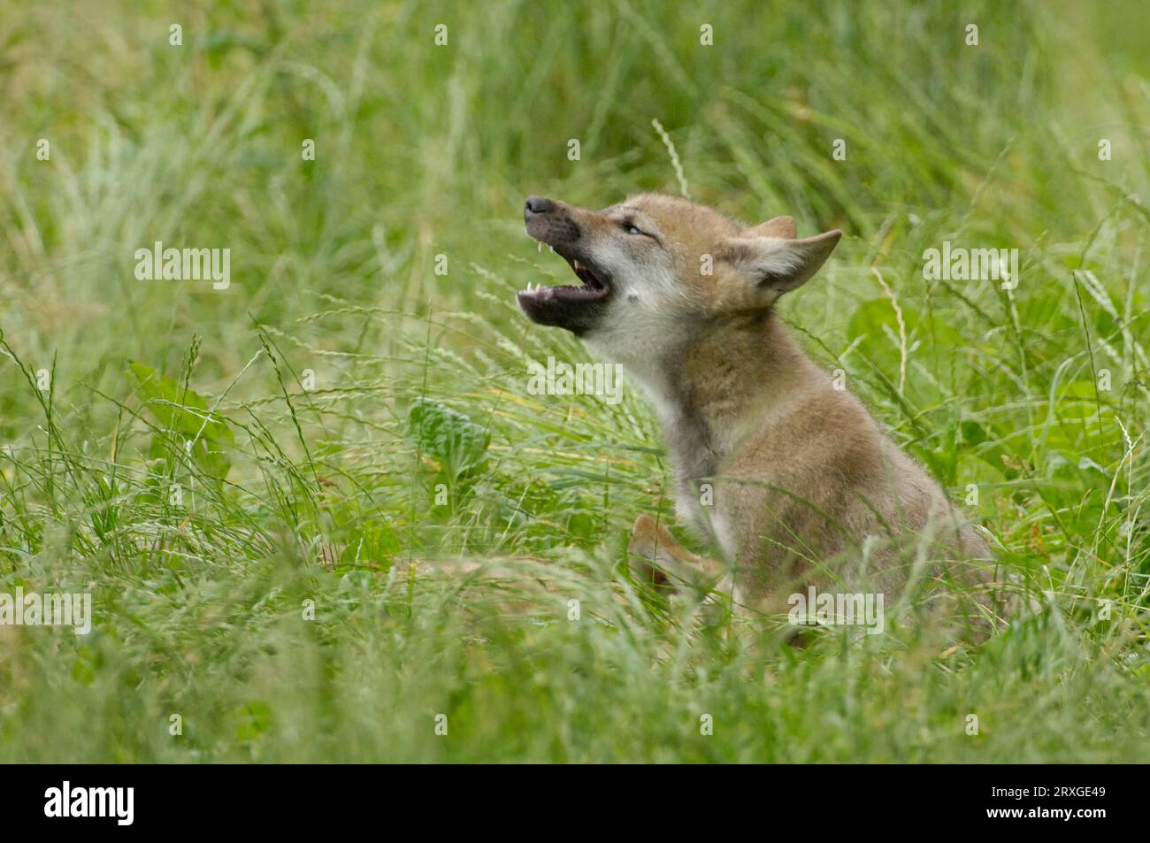 Cute Baby Wolf Howling