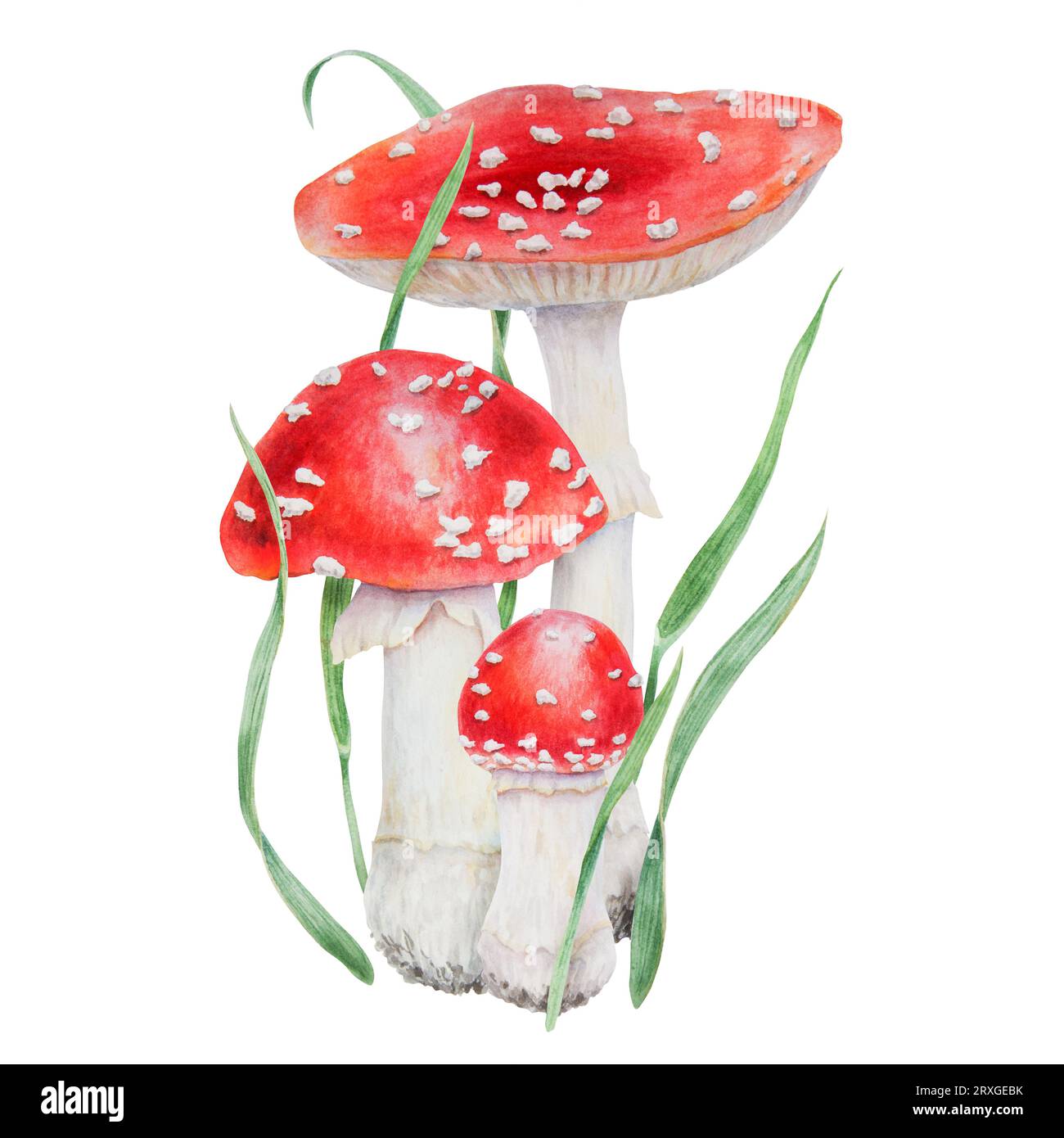 Red fly agaric and green grass. Watercolor hand drawn realistic ...