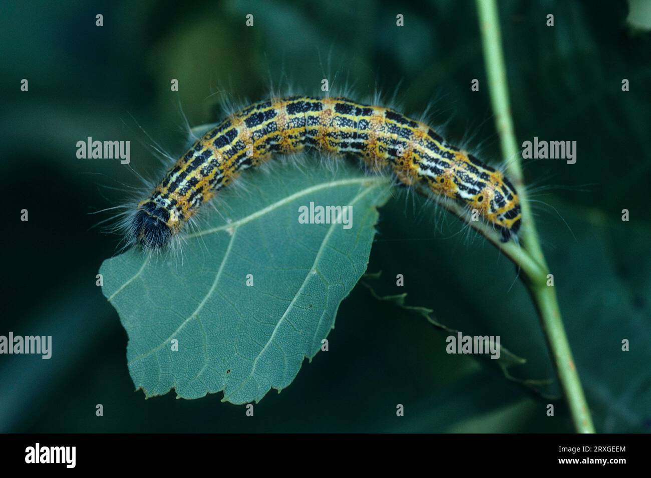 Moonspot, buff-tip (Phalera bucephala), Buff-tip, Caterpillar Stock Photo
