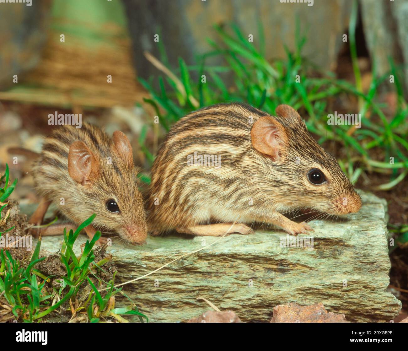 Striped grass mice (Lemniscomys barbarus) Stock Photo