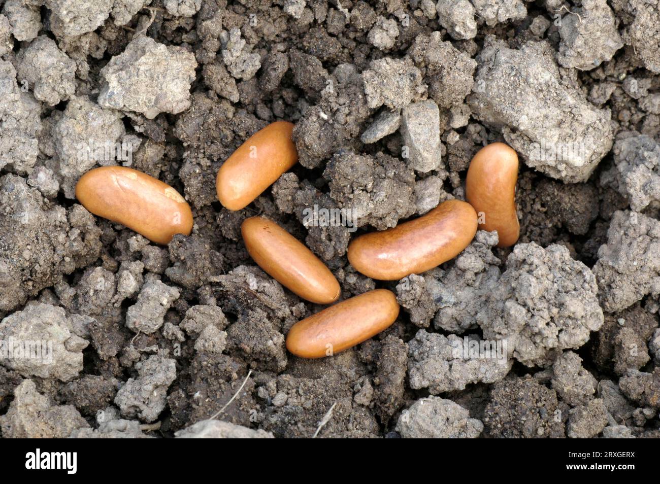 Bush Bean Seeds 'Maxi' (Phaseolus vulgaris nanus) Stock Photo