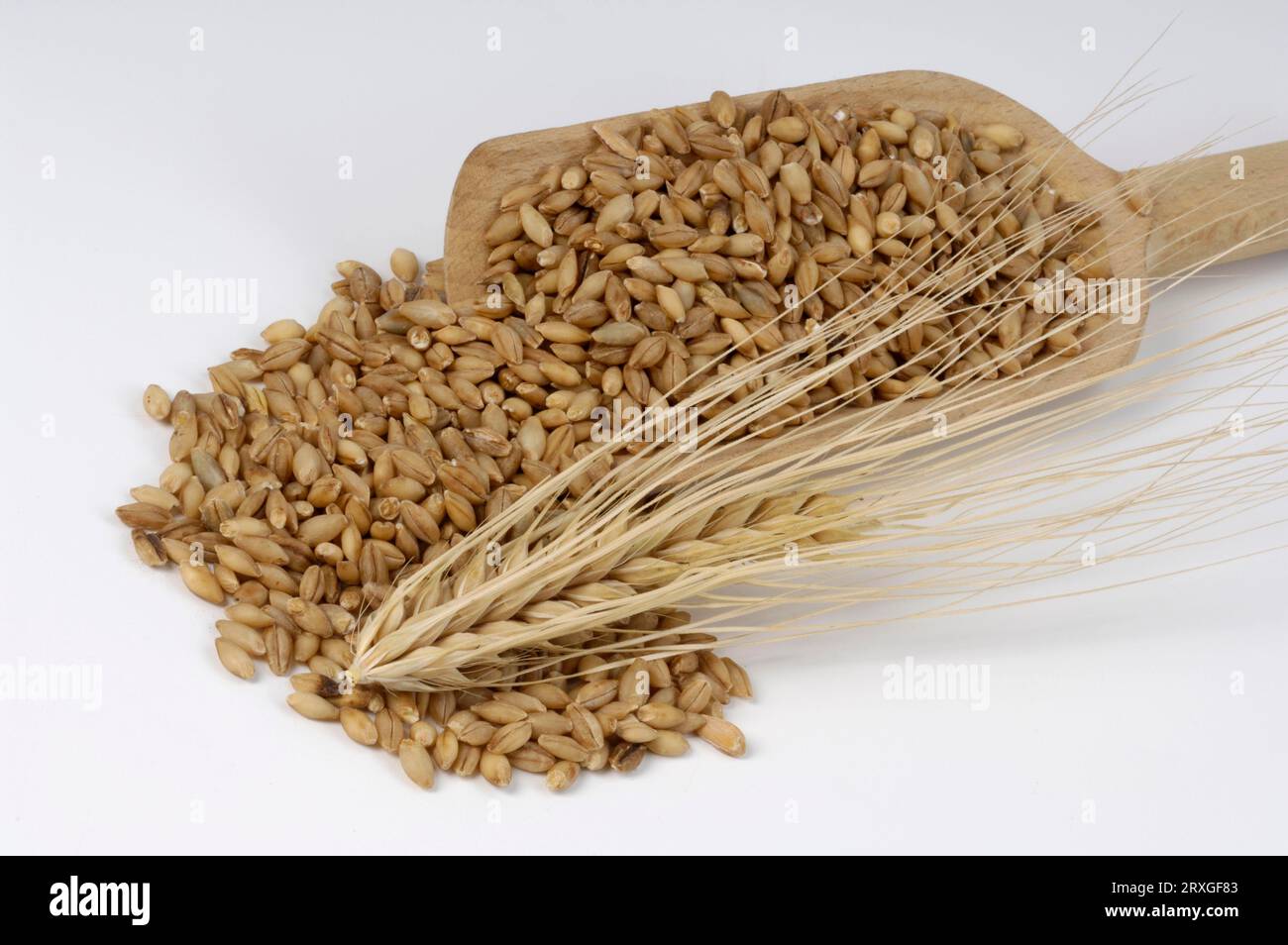 Two-line barley (Hordeum distichon), grains Stock Photo