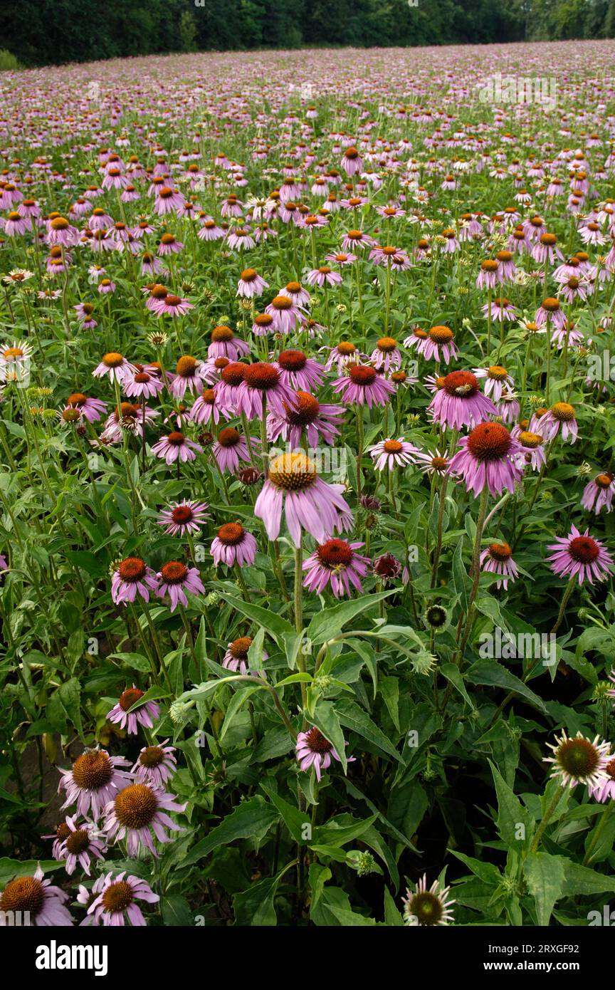 Purple Purple Cone flower (Rudbeckia purpurea) (Echinacea purpurea