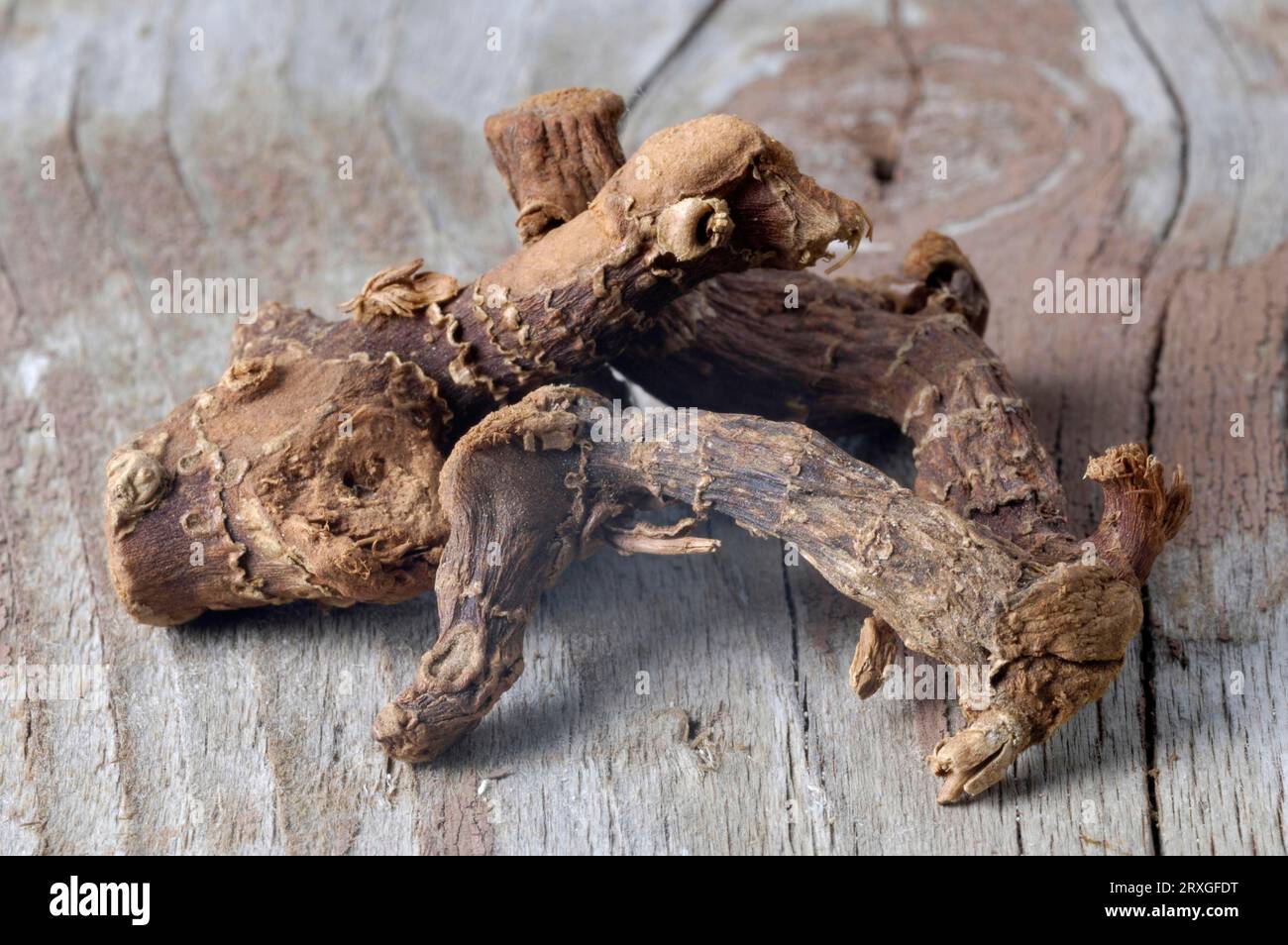 Greater Galangale roots (Alpinia galanga), galangal root, indoor ...