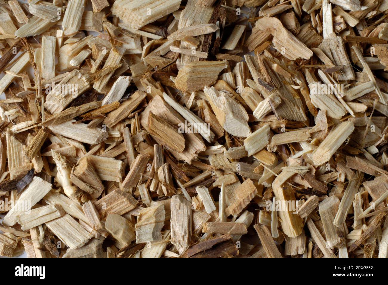 Common Juniper wood (Juniperus communis), juniper wood, inside, studio