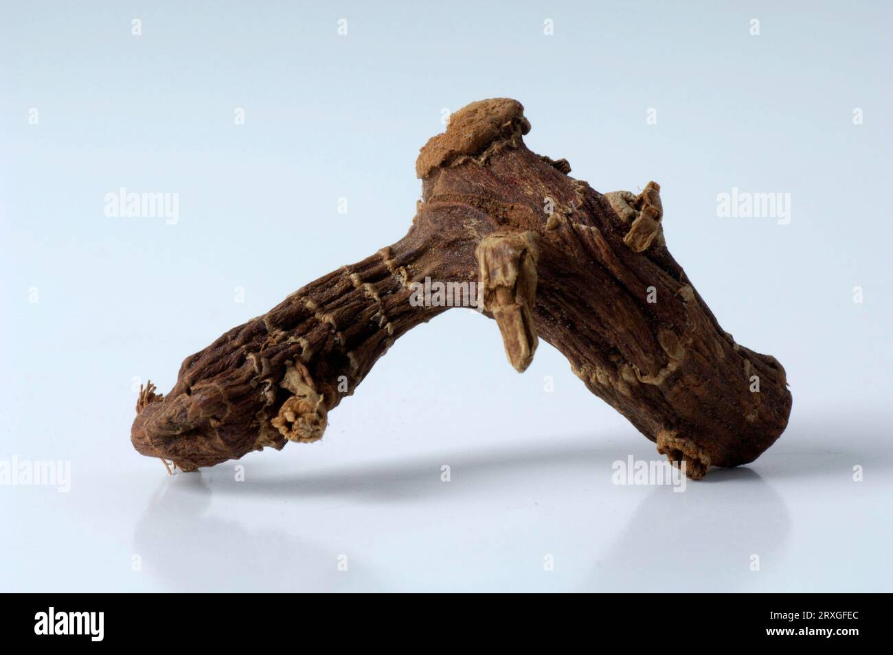 Greater Galangale root (Alpinia galanga), galangal root, indoor, studio ...