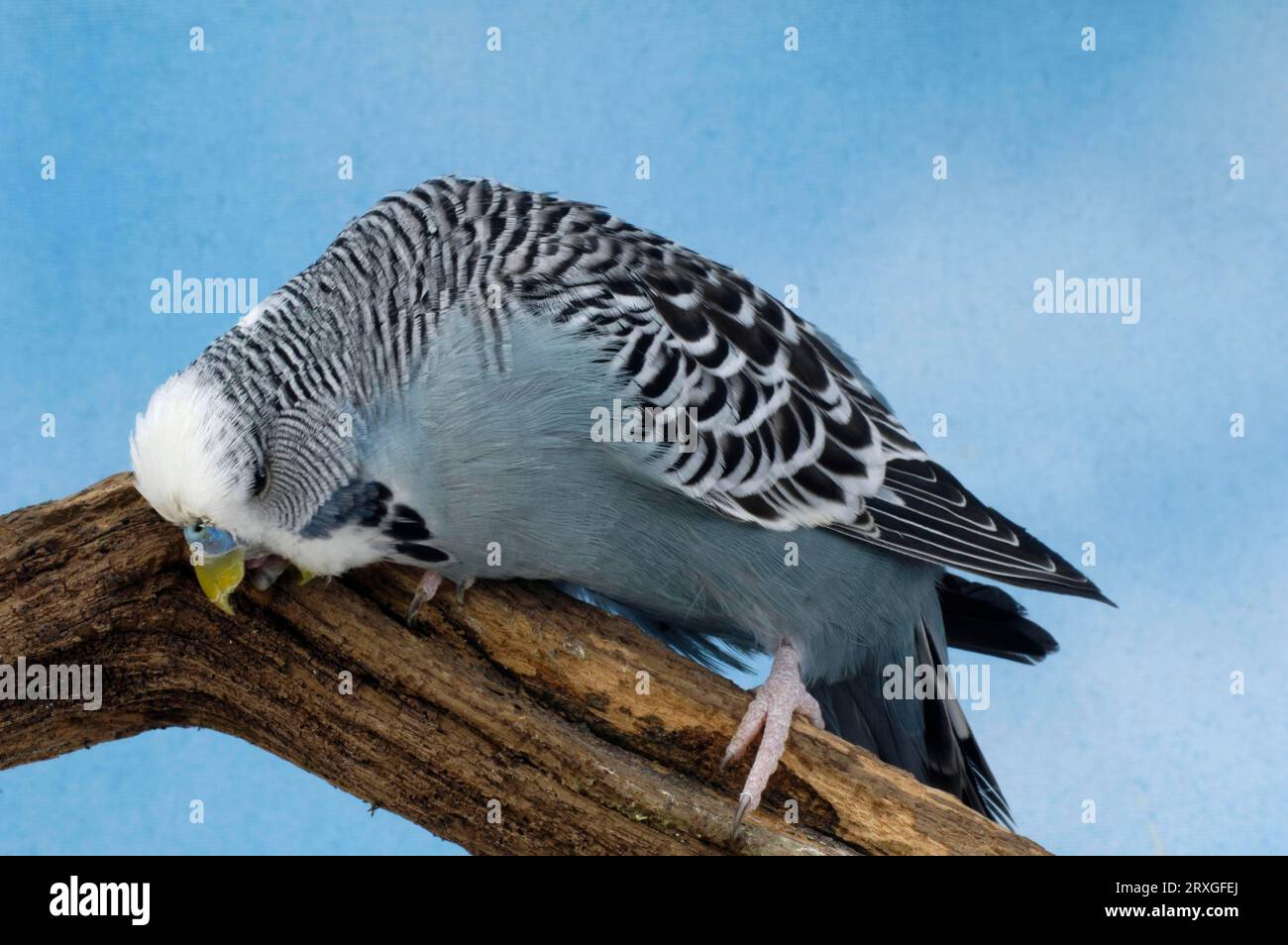 Budgerigar, male, grey, Budgerigar (Melopsittacus undulatus), male