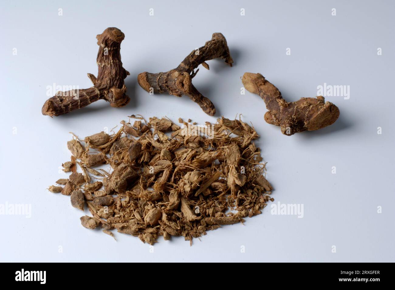 Greater Galangale roots (Alpinia galanga), galangal root, indoor ...