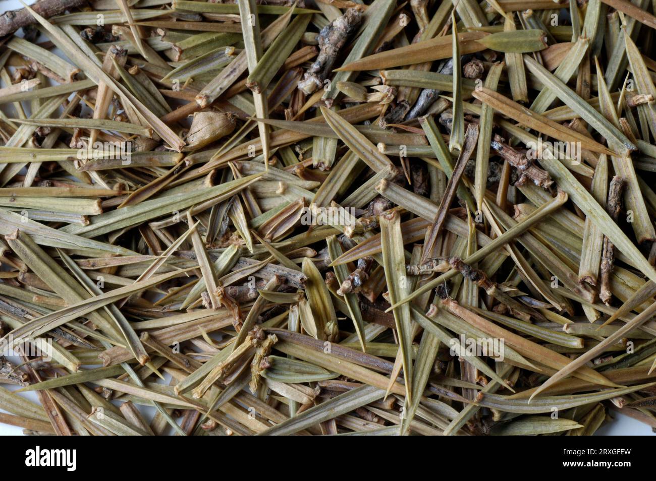 Common Juniper (Juniperus communis), juniper tips, inside, studio
