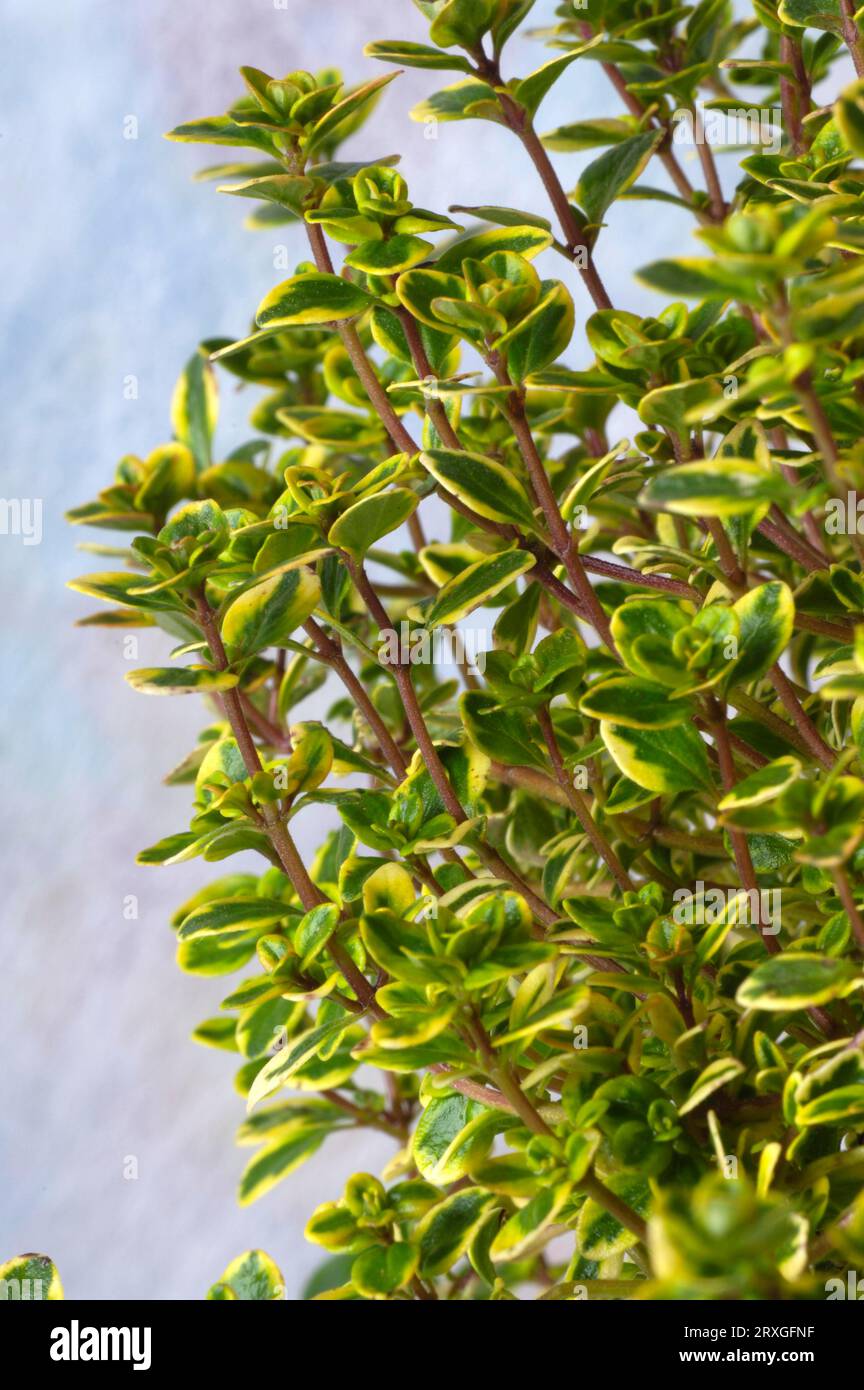 Thyme (Thymus vulgaris Stock Photo Alamy