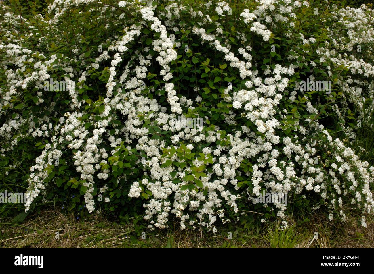 Meadowsweet (Spiraea x vanhouttei), ornamental spar, spar Stock Photo