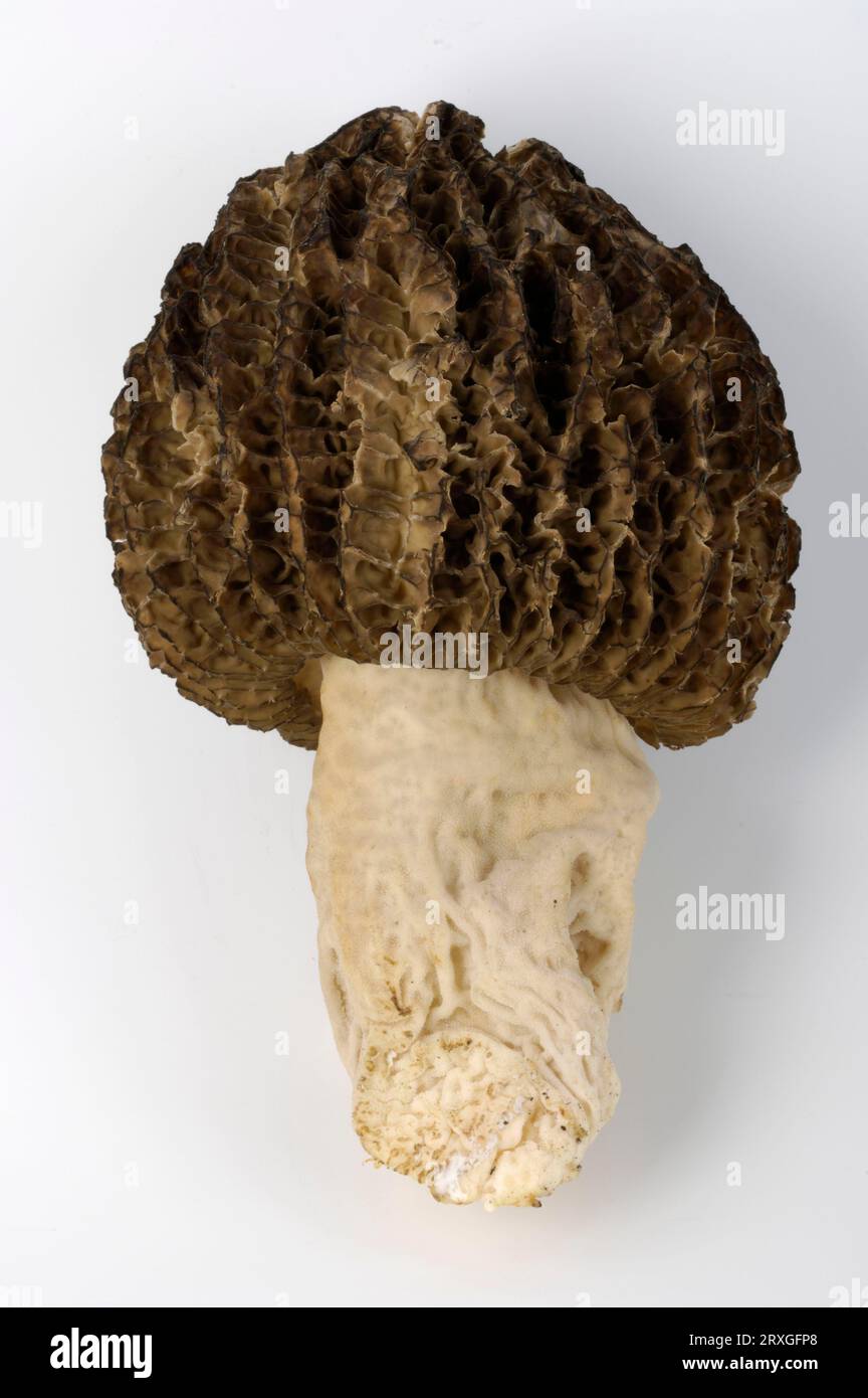 Black morel (Morchella conica), morel Stock Photo Alamy