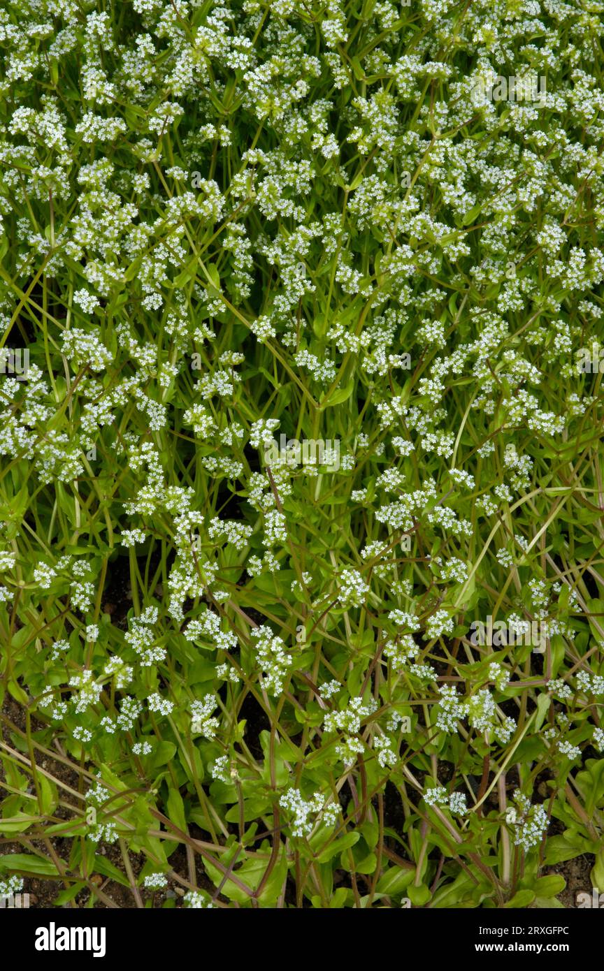 Purslane (Portulaca oleracea ssp. sativa), summer purslane, spice purslane, vegetable purslane, postelein, sauerkraut Stock Photo